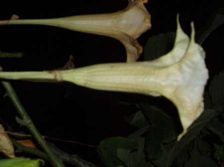 P1020008.JPG