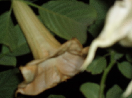 P1020010.JPG
